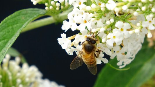 Nature pollen insect