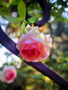 La reine des fleurs (29400395448)