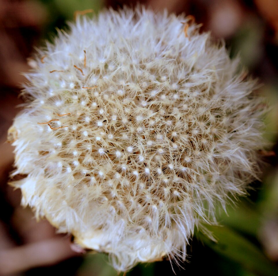 White plant flower