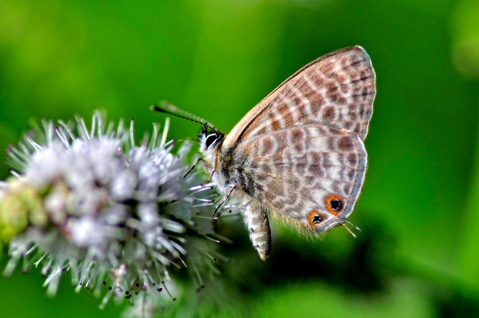 Lampides Boeticus (15627203129)