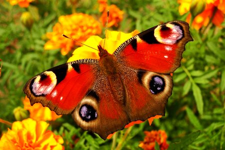 Insect summer animals