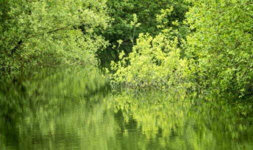 Lake pond, Pant-du woodland, N Wales, UK, 2021. (51242872329)