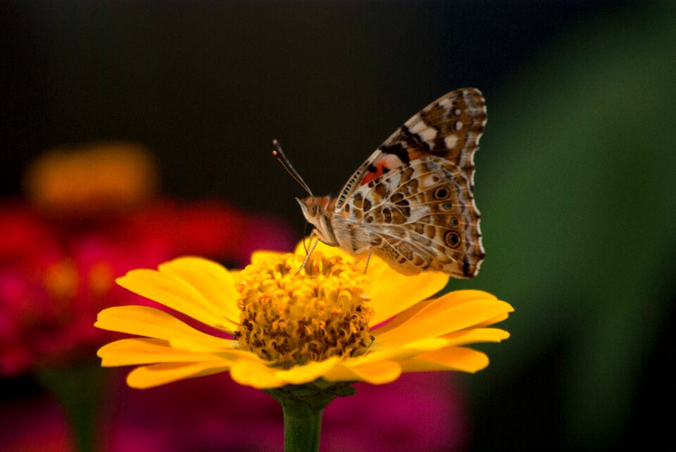 Flowers outdoors garden