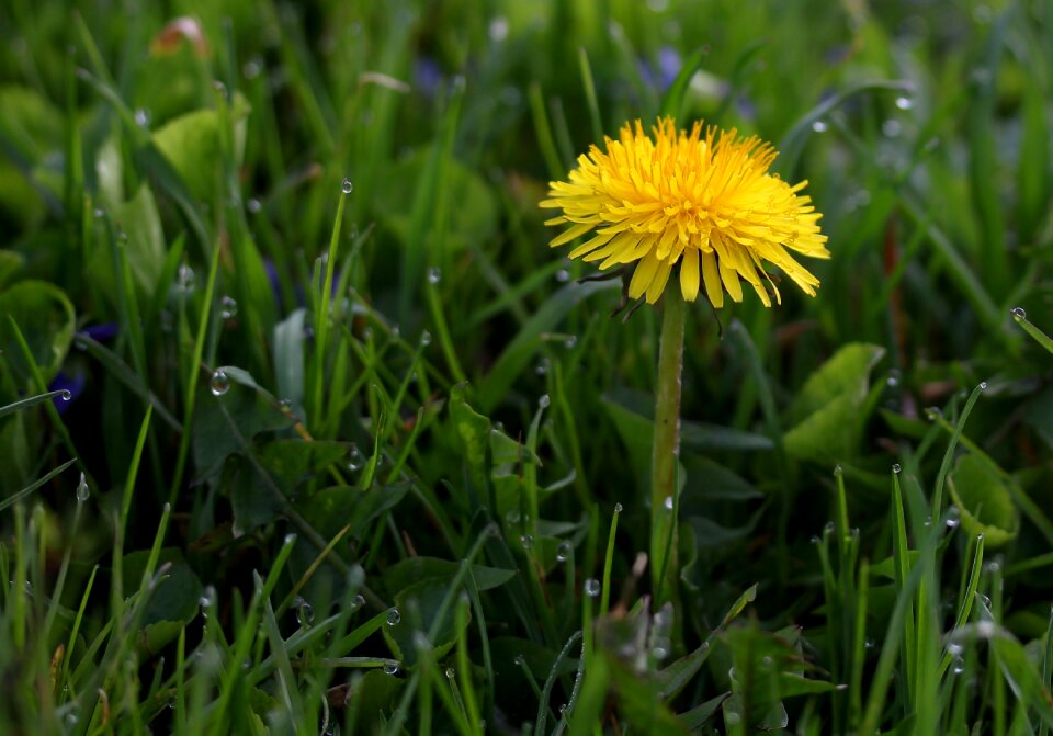 Grass morning green