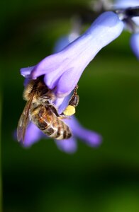 Blue flower insecta