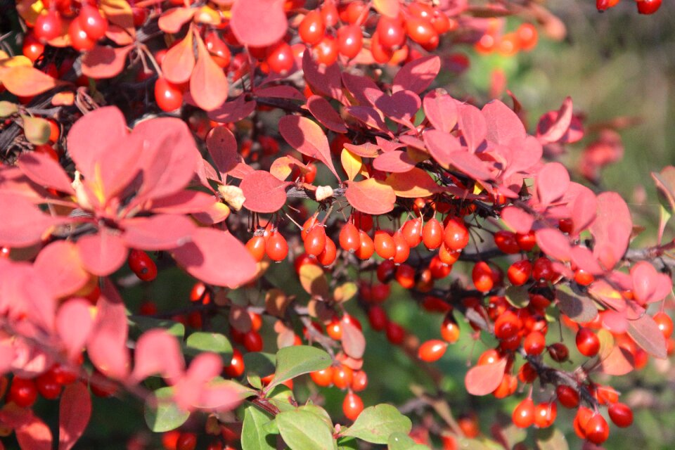 Red foliage poland