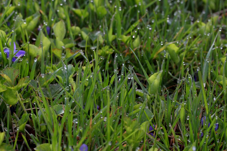 Grass morning green