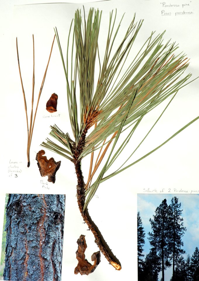 Ponderosa pine needle (50669383247)
