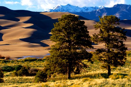 Ponderosa Pines, Dunes, and Cleveland Peak (47760247161)