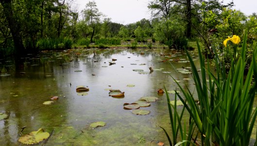 Ponds (27198323635)