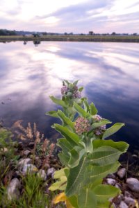 Pondside Milkweed (51311584869)
