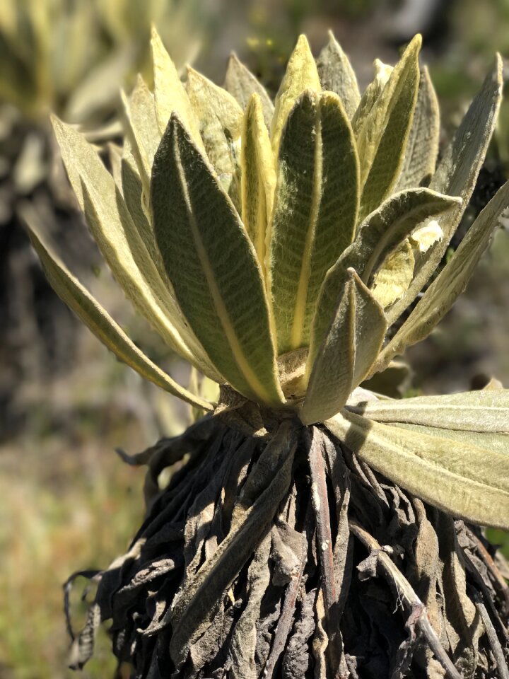 Nature plant environment
