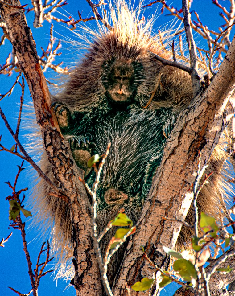 Porcupine in Cottonwood Tree (49986074072)