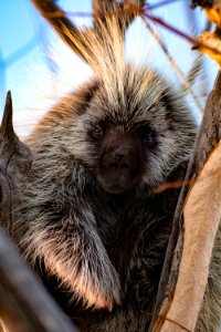 Porcupine (51026662842)