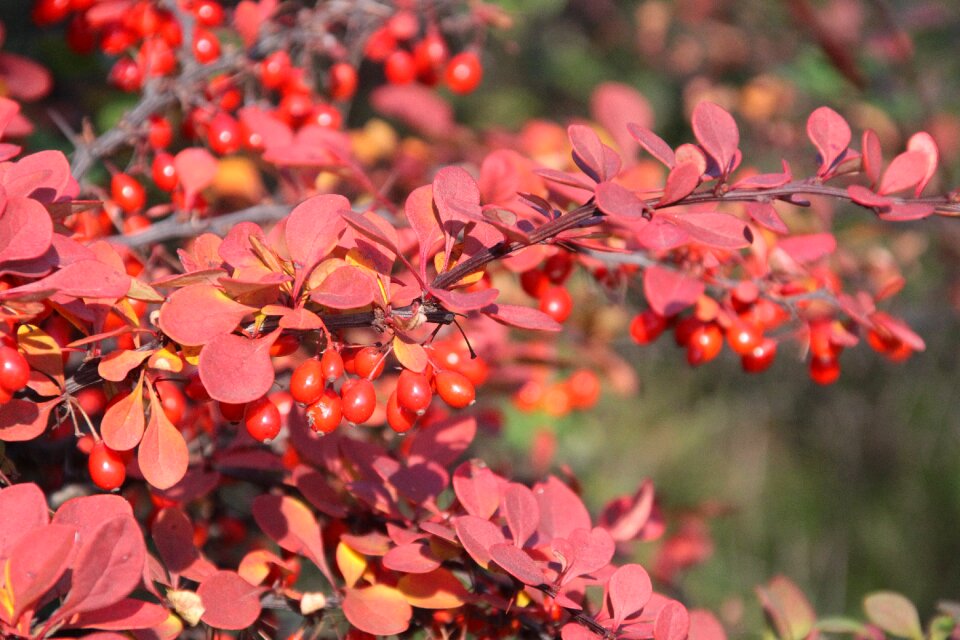 Red foliage poland