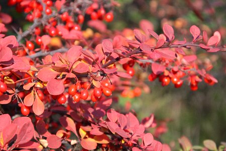 Red foliage poland