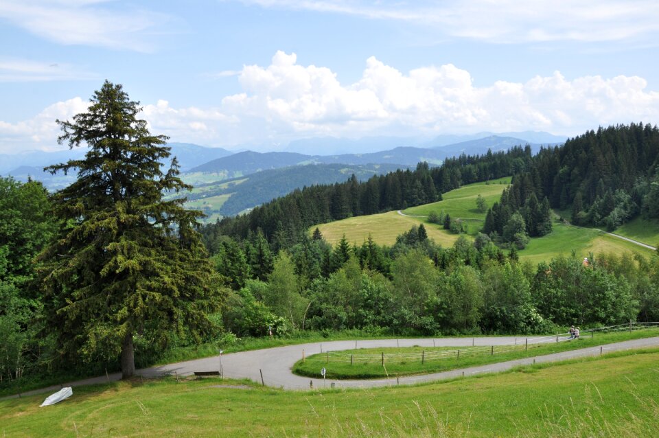 Alm landscape forest