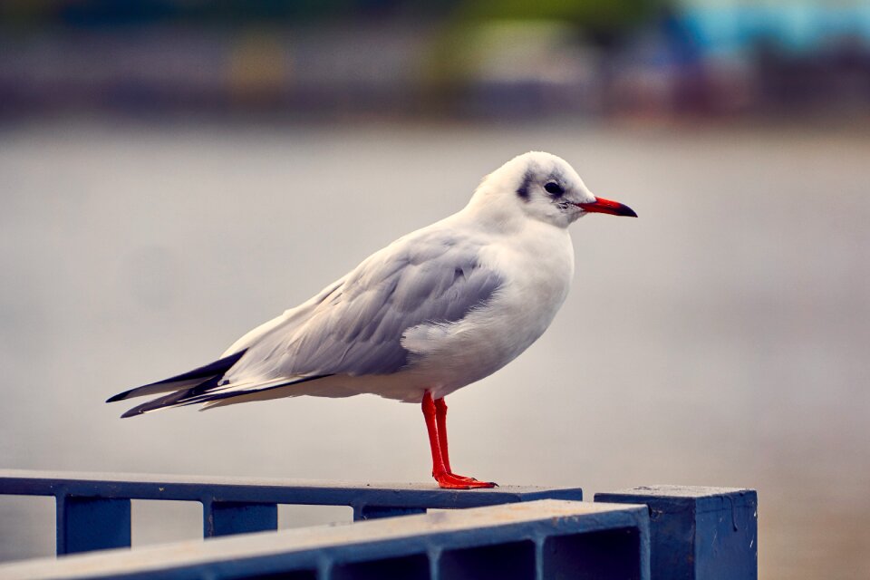 Seagull animal close up