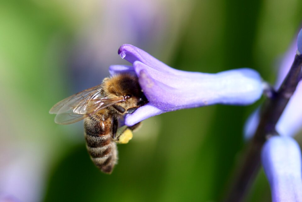 Blue flower insecta