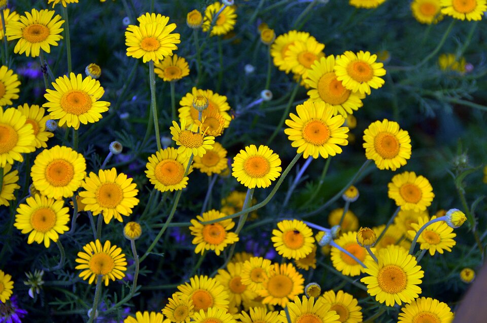 Nature summer flowers plant
