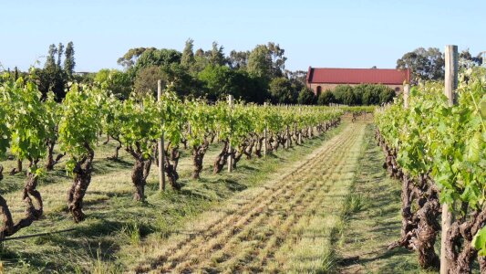 Valley vine grapevine