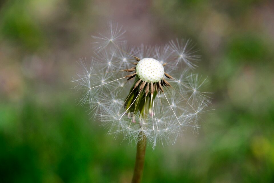 Macro the delicacy nature