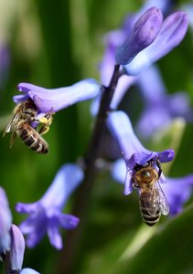 Blue flower insecta