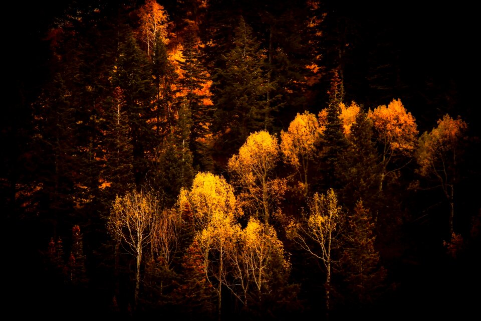 Forest trees woods