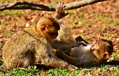 Endangered species monkey mountain salem animal