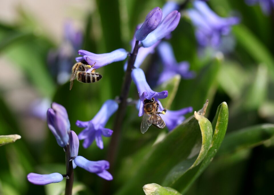 Blue flower insecta