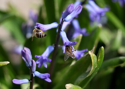 Blue flower insecta