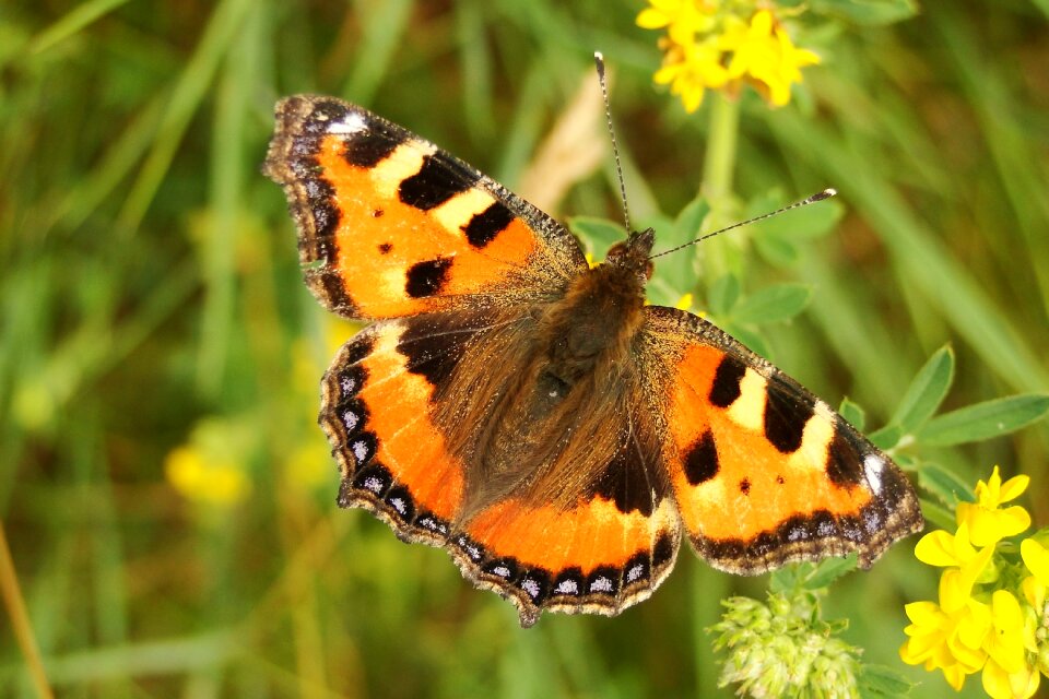 Butterfly day at the court of garden