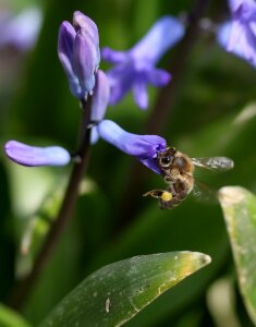 Blue flower insecta