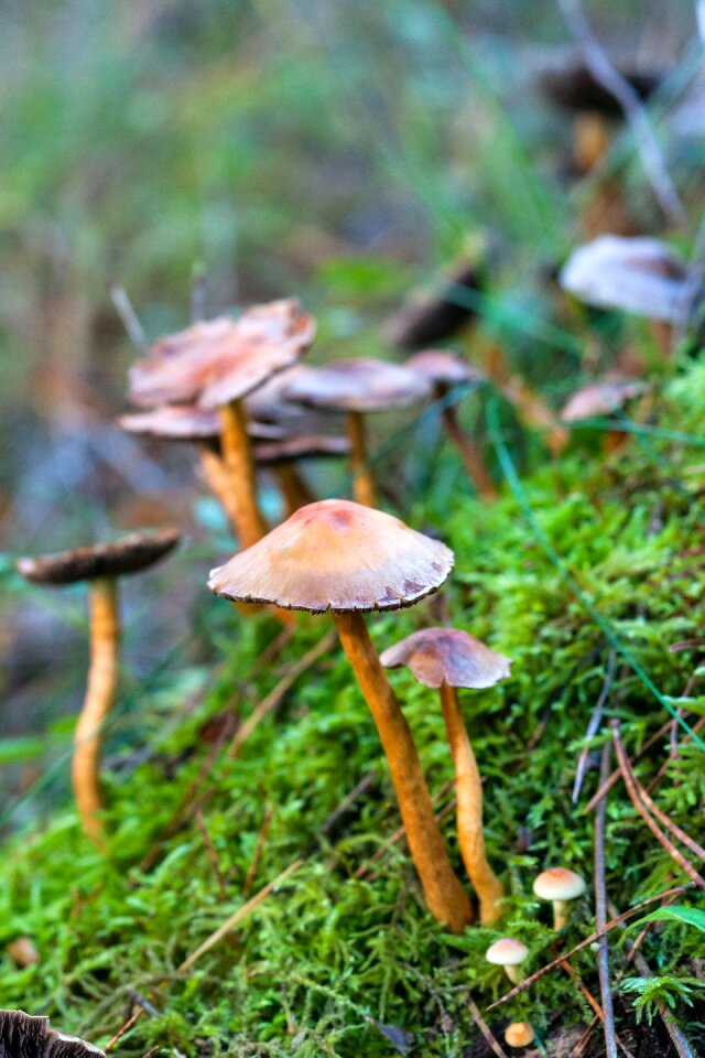 Nature autumn forest autumn colours