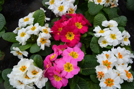 Nature garden floral
