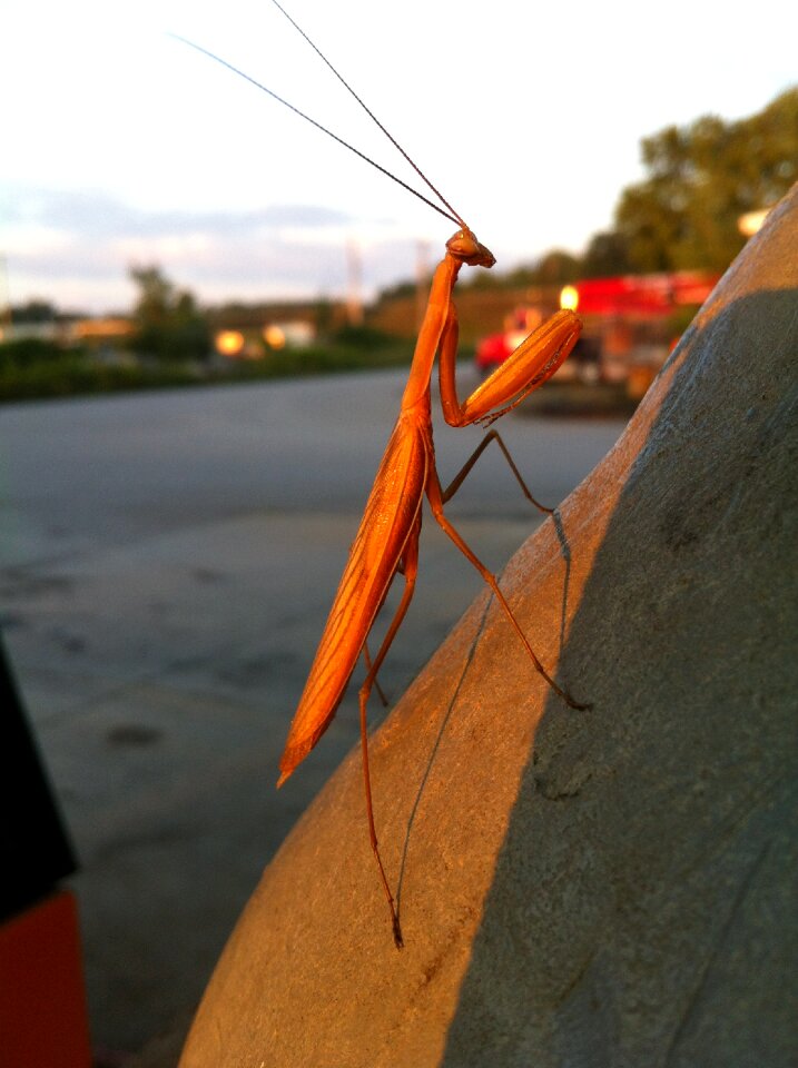 Summer insect preying mantis
