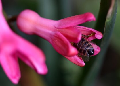 Pink flower insecta