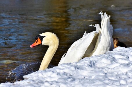 Pride waterfowl bird