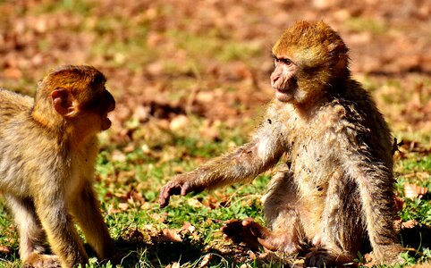 Endangered species monkey mountain salem animal
