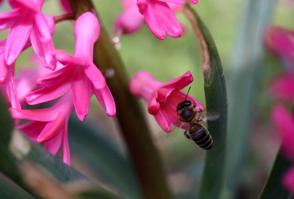 Pollination pink flower