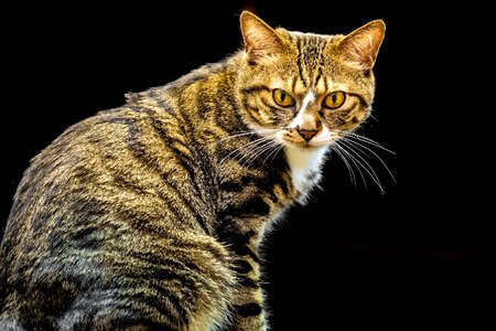 Pet portrait feline