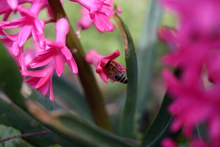 Pink flower insecta photo