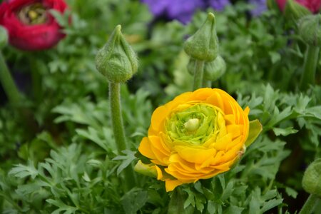 Garden nature green leaves photo