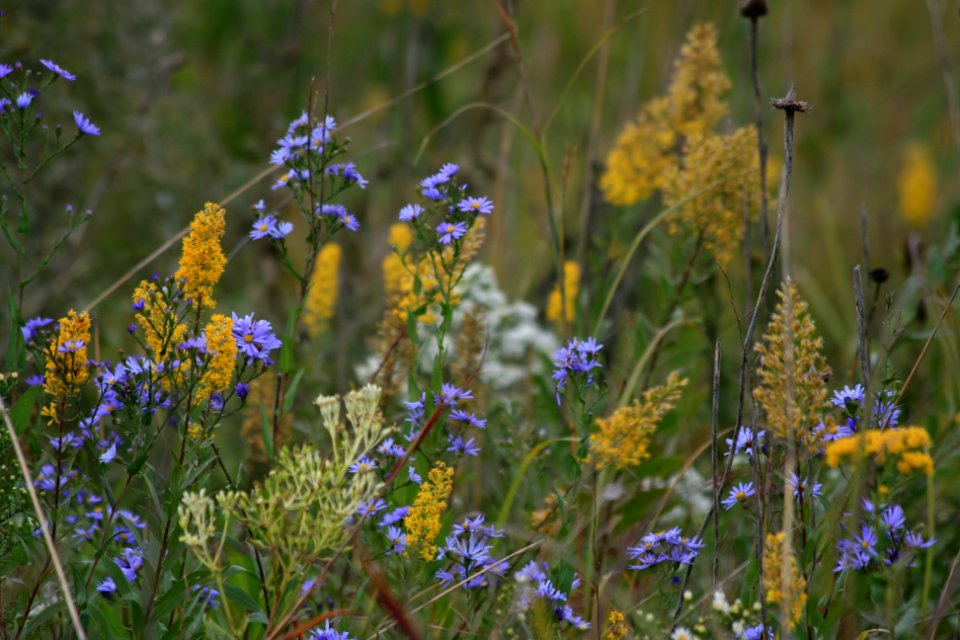 Prairie Restoration on gray day (1396046645)