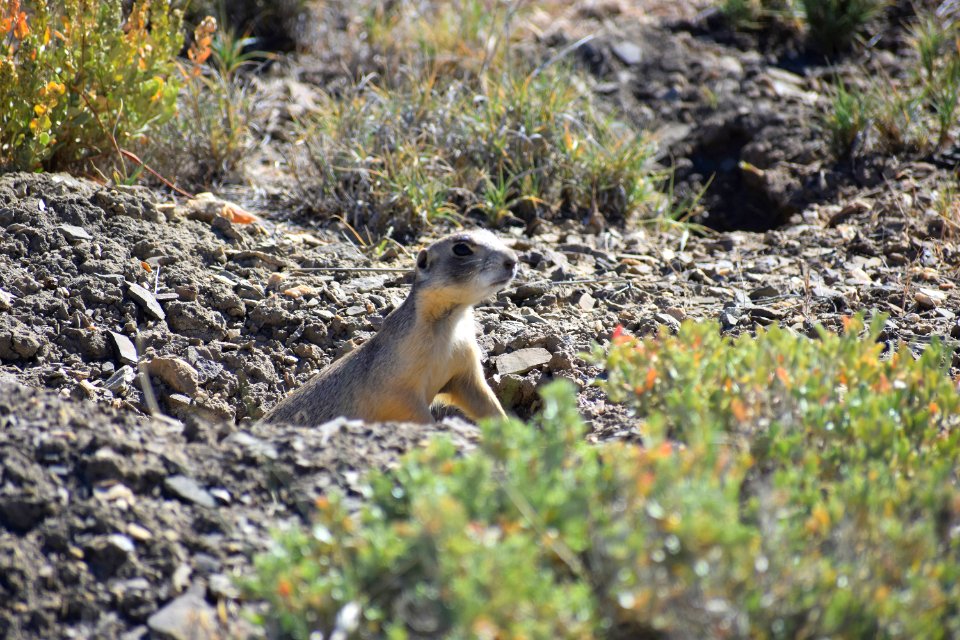 Prairie Dog (35290622360)