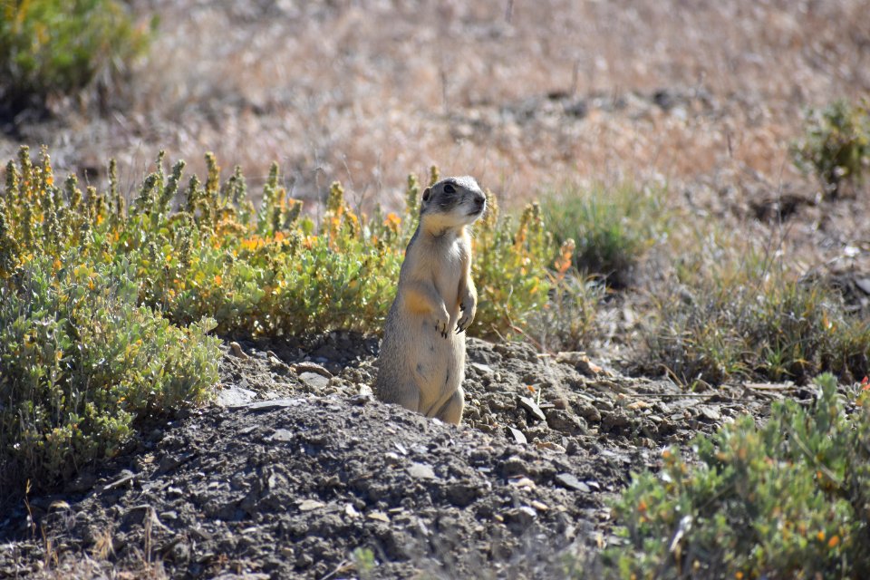Prairie Dog Watching (35638037816)