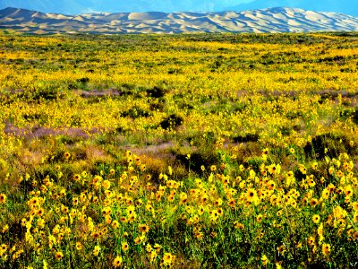 Prairie Sunflowers in Early Morning Light (36503884390)