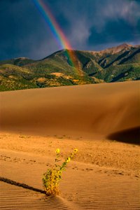 Prairie Sunflowers and Rainbow (48944540846)