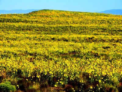 Prairie Sunflowers in Grasslands (36157347333) photo