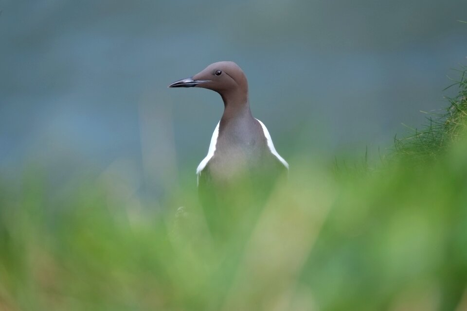 Outdoors grass seabird
